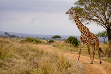 giraffe in the savannah