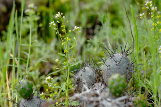 Beautiful plant composition in the wild. Cactus, green plants background. Colca Canyon, Peru.