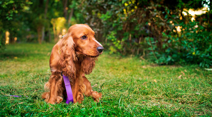 The English cocker spaniel dog is sitting in the grass on the background of the park. The dog scratches its paw and looks away. The dog has a collar. The photo is blurred.