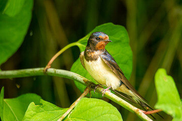 Close-up of the barn swallow (Hirundo rustica)