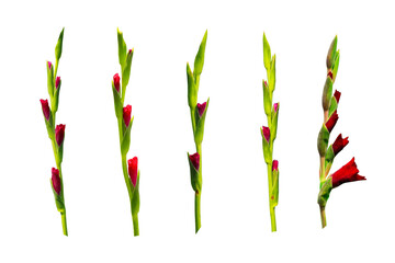 Red gladiolus flower collection isolated on transparent background with clipping path included