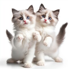 cute and adorable fluffy ragdoll kittens on white background generative ai