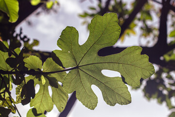 Beautifull vegetal composition with a close up of a leaf of a Ficus carica tree. Colca canyon, Peru. Back of the leaf, against the light.