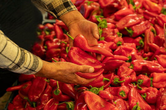 Red capia peppers on the market stall. Capia peppers in the seller's hand..​