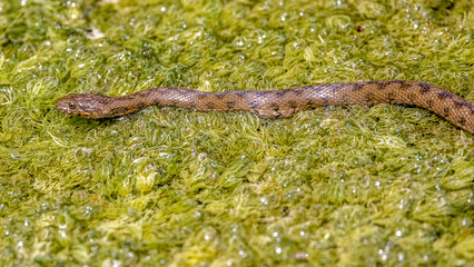 Viperine snake on the surface of a body of water
