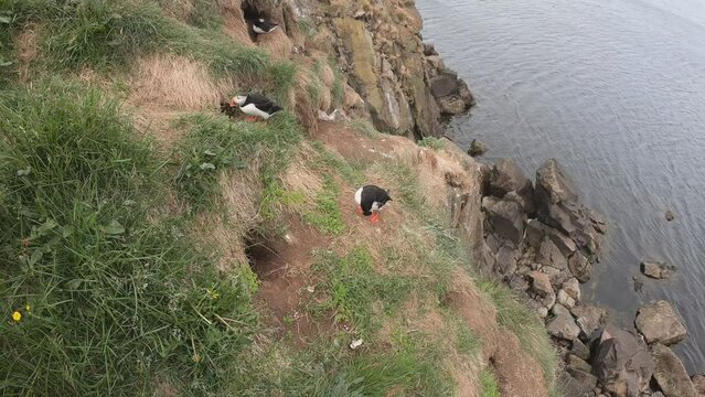 DOLLY SHOT - Atlantic Puffins (Fratercula arctica) at Borgarfj&ouml;r&eth;ur eystri, Eastern Iceland. Puffin outside the burrow. The puffins come to nest.