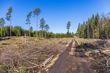 Dirt road on a clearcutting area at spring