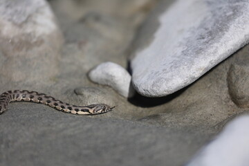 young dice snake on a riverbank in the french alps