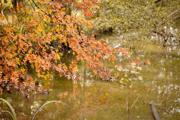automnal leaves in forest