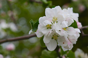 Flowering apple tree.