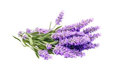 Close up lavender flowers isolated on white background