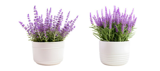 Lavender flowers in cream pot on white - obrazy, fototapety, plakaty