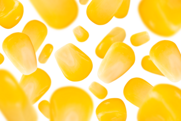 Levitation of boiled corn kernels isolated on transparent background.
