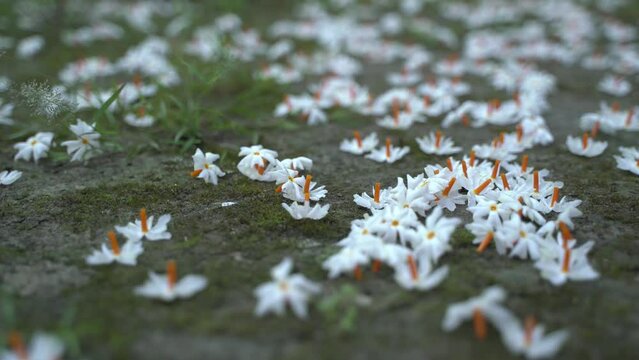 Night jasmine, Seuli or Shefali flower is symbol flower of saradiya or Durga Puja festival in autumn season.