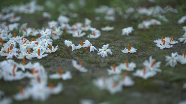 Night jasmine, Seuli or Shefali flower is symbol flower of saradiya or Durga Puja festival in autumn season.