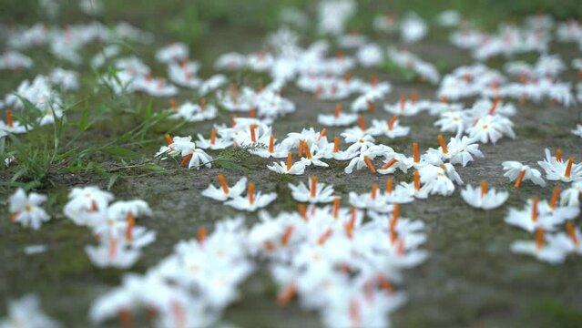 Night jasmine, Seuli or Shefali flower is symbol flower of saradiya or Durga Puja festival in autumn season.