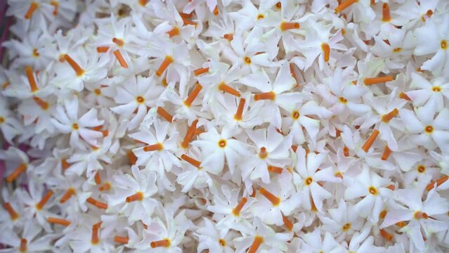 Night jasmine, Seuli or Shefali flower is symbol flower of saradiya or Durga Puja festival in autumn season.