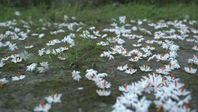 Night jasmine, Seuli or Shefali flower is symbol flower of saradiya or Durga Puja festival in autumn season.