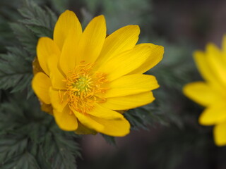 早春の花　福寿草
