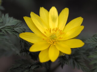 早春の花　福寿草