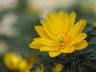 早春の花　福寿草