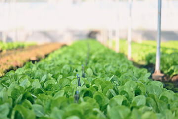Rows of green cos lettuce with field irrigation sprinkler system water spring in organic farm