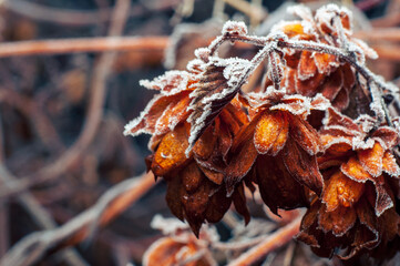 Frozen in the cold, autumn raspberry berry, late harvest