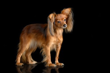 beautiful red russian toy dog standing on black studio background
