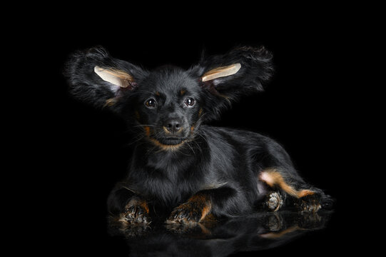 black and tan russian toy terrier puppy lying on studio background