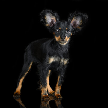 russian toy puppy posing on black studio background