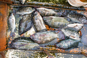 live tilapia fish in the market, close up of freshwater fish tilapia (speckled tilapias), Tilapia are mainly freshwater fish inhabiting shallow streams, ponds, rivers, and lakes