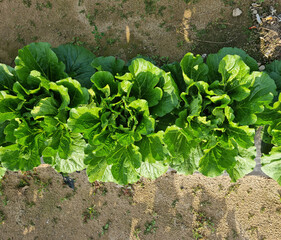 close up fresh green chinese cabbage in the field.