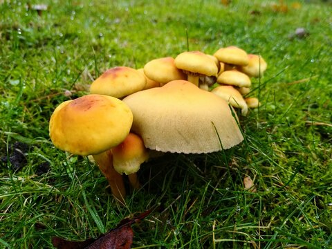 Side level view of a big group of golden yellow mushrooms, Hypholoma, from the family Strophariaceae, in the middle of grass. Closeup shot with shallow focus.
