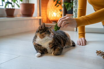 Naklejka premium Curious playful cat sniffing moss lying on floor at home. Caring pet owner domestic saving cat mental health giving to smell plants for prevention of feline dementia. Domestic animal studies nature.