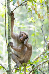 monkey in the jungle of thailand,macaca fascicularis