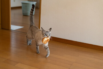 パンをくわえて歩く猫　シャムトラ猫