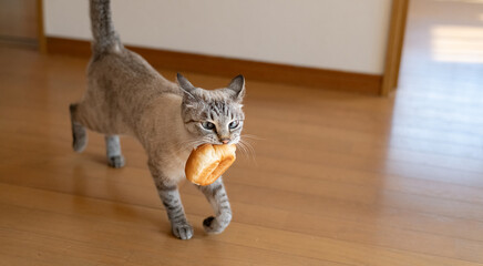 パンをくわえて歩く猫　シャムトラ猫