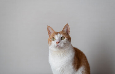 見つめる猫　茶トラ白