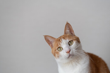 見つめる猫　茶トラ白