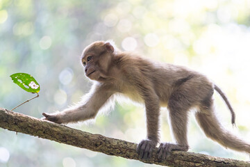monkey in the forest of thailand,macaca fascicularis