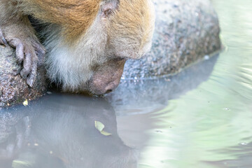 monkey drinking water in public park, Thailand. (macaca fascicularis)