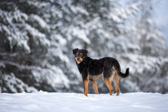 mixed breed dog standing in a beautiful snowy forest in winter