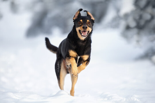 happy black mixed breed dog running in the snow in winter