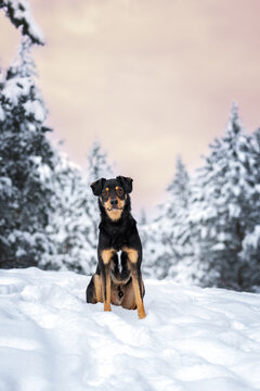 black mixed breed dog sitting in the snow in winter forest