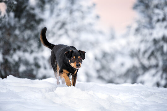 mixed breed dog walking in the snow in winter forest