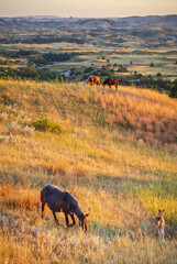 Wild horses that roam Theodore Roosevelt National Park in North Dakota