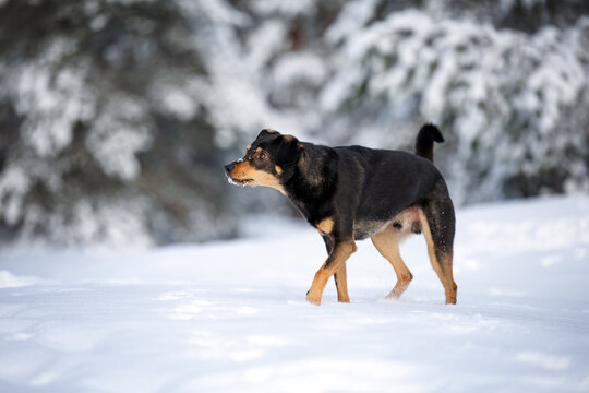mixed breed dog walking in the winter forest in snow