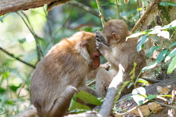 Mother monkey and baby monkey playing on the tree in the forest.