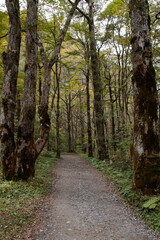 Fototapeta premium 林道