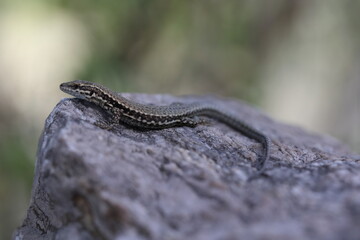 common wall lizard on a rock in the french alps